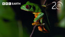 Gliding Leaf Frogs Leap from Treetops to Breed | 20 Years of Planet Earth | BBC Earth