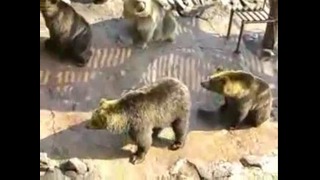 Медведи в зоопарке