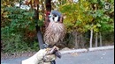 19 Funny Bird Videos