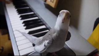 Талантливый попугай поет под пианино