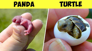 Вот Как Выглядят Новорожденные Детеныши Разных Животных