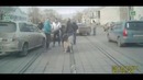 Собака подействовало