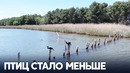 В лагунах Албании наблюдают всё меньше перелётных птиц