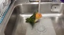 Пернатый любитель ванных процедур