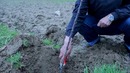 Олма кўчати парваришидаги хатоликлар пайвадтагни кўмиш