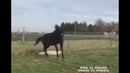 Конь футболист