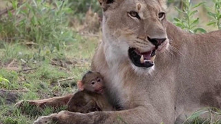 Малыш бабуина остался без мамы среди львов. Вы не поверите, ЧТО произошло потом