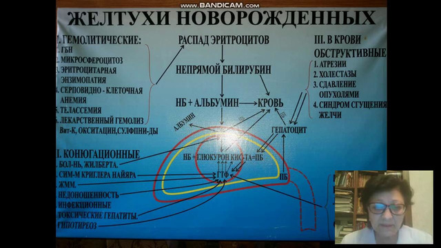 5 курс. Неонатология. Желтухи новорожденных (Рахманкулова З.Ж.)