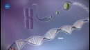 3DNews Daily 647׃ MIT создает биокомпьютер, Норвегия отказывается от ДВС, Корея экспериментирует