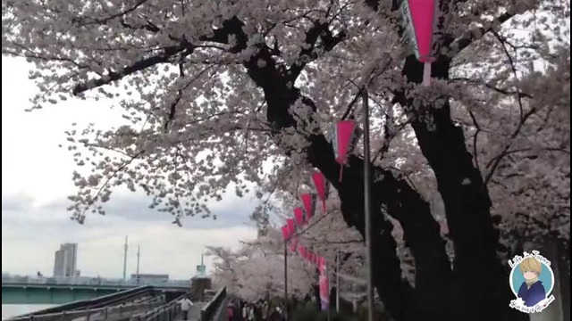 В Японии Сакура в полном цвету. Невероятно красиво