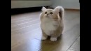 Коротконогий котэ