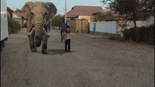 Elephant Adobe After Effect