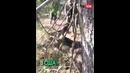 Американские охотники выручили оленя
