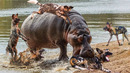 10 Unbelievable Strong Pack Hunter Animals In The Wild