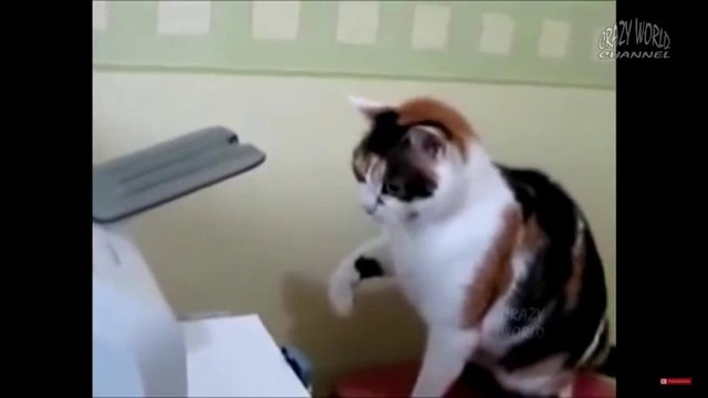 Кошка сражается с принтером