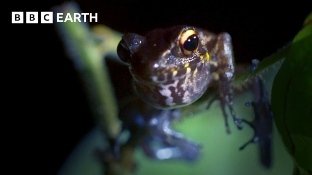 The World’s Most Amazing Frogs | BBC Earth