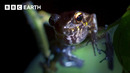 The World’s Most Amazing Frogs | BBC Earth