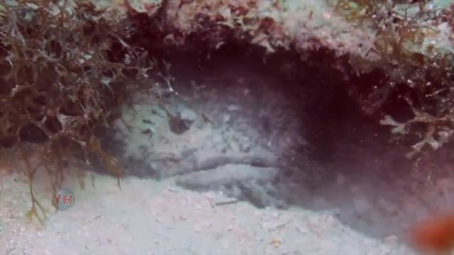 5 самых опасных существ океана