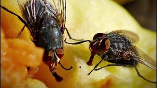 Что будет, если съесть еду на которой сидела муха