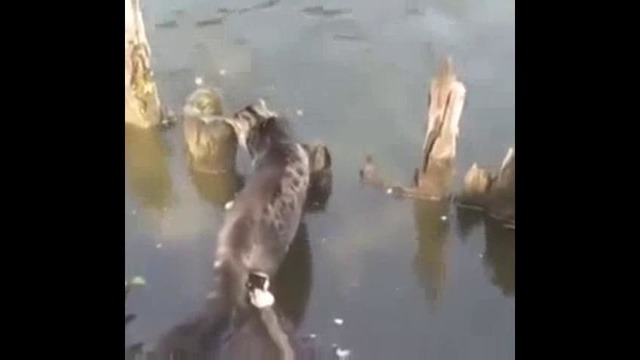 Кот-рыболов
