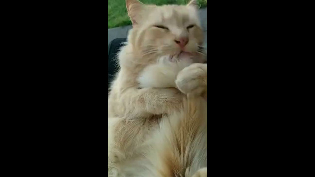 Cat Licking It’s Tail #shorts