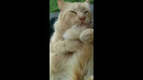 Cat Licking It’s Tail #shorts