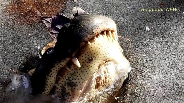 В США в водоемах замерзли аллигаторы