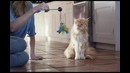 Когда кот хочет быть собакой