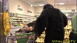Пугает прохожих в костюме гориллы – Gorilla Scarce prank | VitalyzdTV