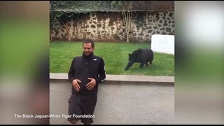 Прыжок пантеры