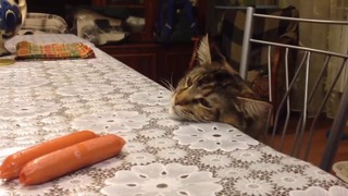 Попытка кота украсть сосиску