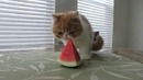 Котенок по имени Блинчик кушает арбуз