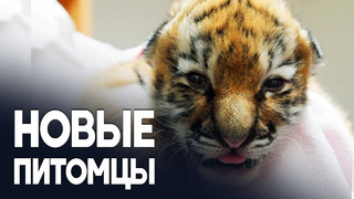 Зоопарк в Индии показал новорождённых тигрят