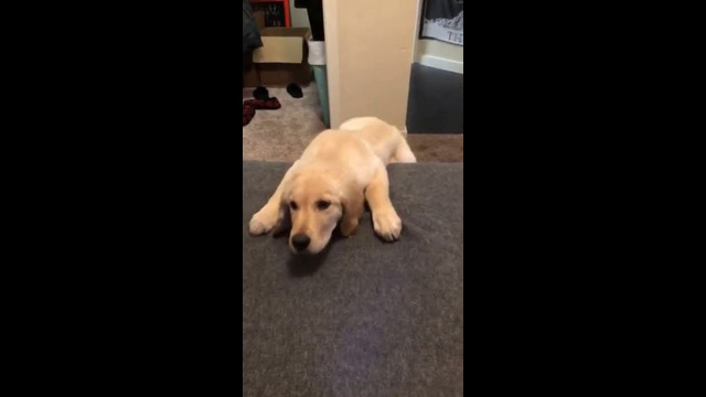 Puppy Climbs Up The Stairs For The First Time #shorts