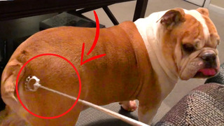 Bulldog Loves Getting Butt Scratched | Funny Pet videos