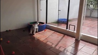 Weekend Dogs Video Compilation 2016