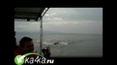 Бегемот плывет за моторкой
