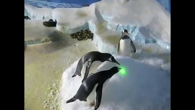 Пингвины бегают за лазерной указкой