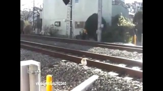 Кошаку нипочём идущий поезд