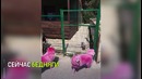 Розовых собак бросили в лесу