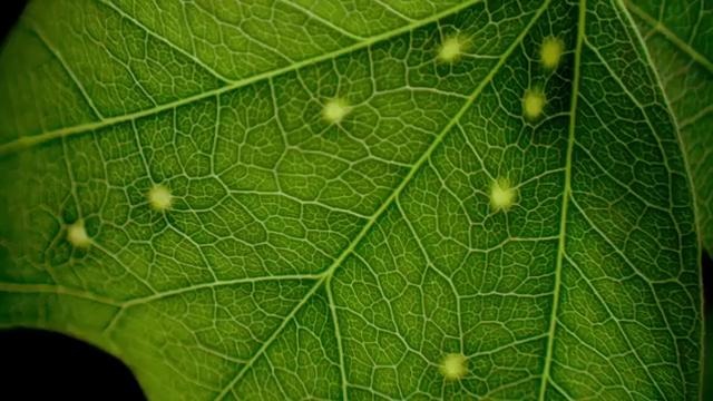 10 самых поразительных растений в мире