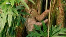 Nat Geo Wild: Дикая Колумбия. Чирибикете: путешествие к сердцу Амазонки