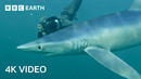 Searching for Open Ocean Sharks | North Atlantic: The Dark Ocean | 4K UHD | BBC Earth
