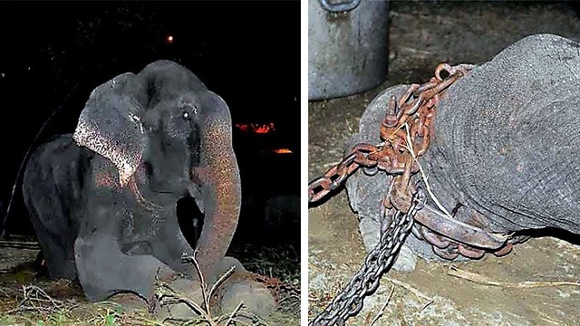 Слон заплакал, когда его освободили после 50-летнего заточения