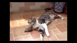 Черепашка ниндзя против кота