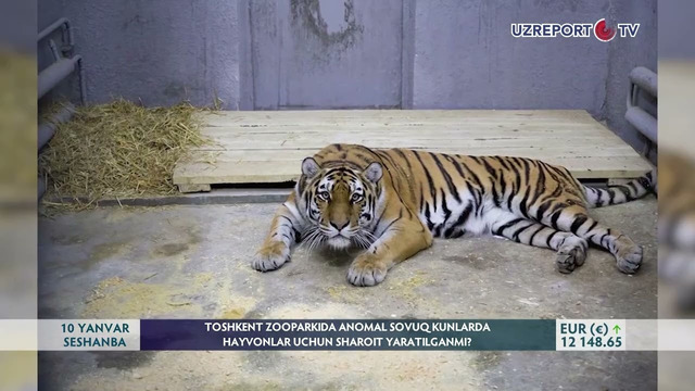 Toshkent Zooparkida anomal sovuq kunlarda hayvonlar uchun sharoit yaratilganmi