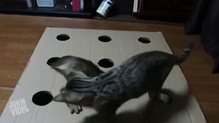 Игра кошек