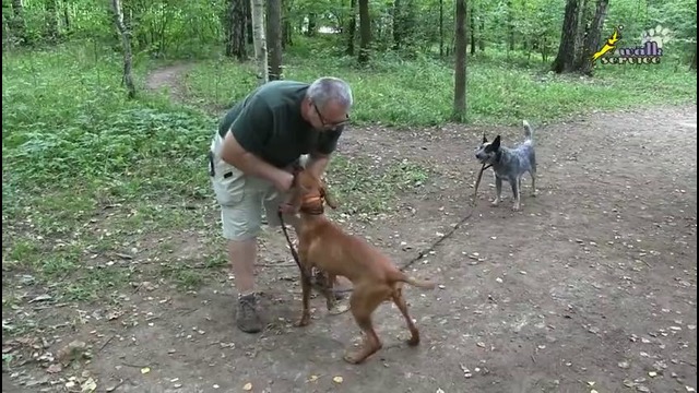 Как правильно разыгрывать собаку, техника игры с собакой, атаки и промахи