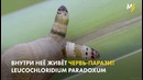 Улитка-зомби