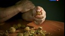 Цыпленков колит орехи пальцами